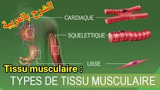 tissu musculaire  définition proprités et classification [upl. by Gnilrac]