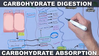 Digestion and Absorption of Carbohydrates [upl. by Fillbert509]