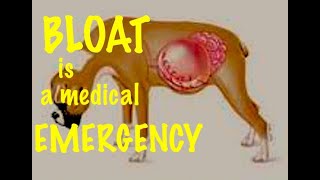 Gastric Bloat in dogs also called Gastric Dilatation and Volvulus GDV [upl. by Asyal]