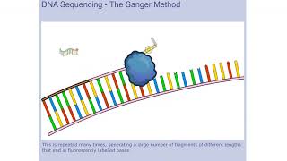 Genomic Technologies Sanger Sequencing Shetland Neurodiversity Project [upl. by Ezana350]