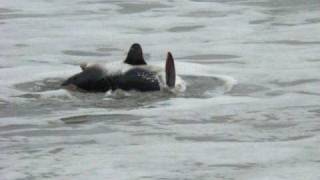 Tofino BC Salmon Shark [upl. by Markos]