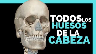 ✅HUESOS DE LA CARA  HUESOS DEL CRANEO  ANATOMIA en ENFERMERIA [upl. by Lyndon]