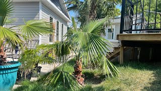 How to grow Washingtonia robusta part 24 almost 4 years update [upl. by Aitsirhc264]