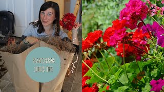 OVERWINTERING GERANIUMS forcing dormancypelargoniumsdemoplant speak quicktip [upl. by Meggie]