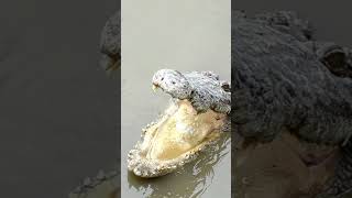 Memory of Crocodiles about hunter  Short documentary Watch Wildlife of Crocodile [upl. by Riaj]