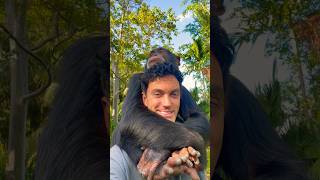 Two Peas in a Pod  story of limbani chimp and human bond [upl. by Desdee619]