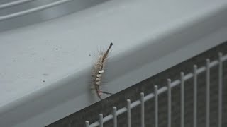 Tussock moth caterpillars pose risk of rash [upl. by Paucker]