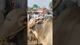 tn24sakthivlogs kundarapalli Friday market Krishnagiri district Biggest cow market [upl. by Nilson]