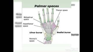 Palmar spaces of handanatomy ampapplied anatomySynopsisPDFHelpful notes [upl. by Ainna777]