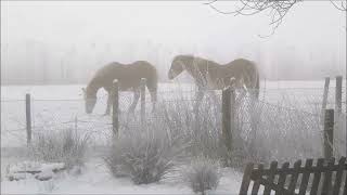 Haflinger im Schnee 2024 [upl. by Blandina]