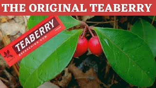 Teaberry or American Wintergreen inspiration for Teaberry gum [upl. by Jona]