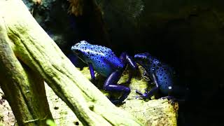 Dendrobates Tinctorius Azureus Calling [upl. by Herbie]