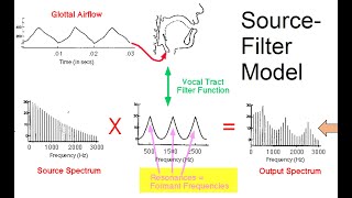 Speech Acoustics 4  Sourcefilter model [upl. by Eelaroc762]