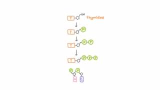 AntiHerpetic Drugs  How They Work [upl. by Garth]