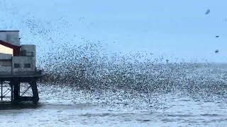 ❗️Best ever murmuration of starlings❗️ [upl. by Kahler]