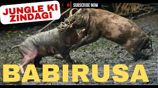 Fascinating Facts About the Babirusa  jungle ki zindagi [upl. by Groeg]