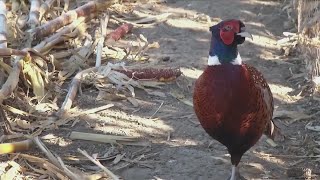 SD Pheasant Numbers Doing Well [upl. by Kassab897]