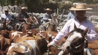 Rodeo de la arena en las Comunidades de Alicahue y Paihuen [upl. by Waneta]