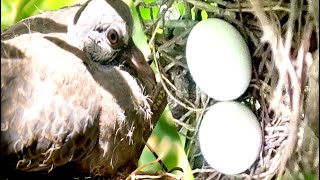 Mourning Dove calling On Nest  Dove Call  Nest of Dove [upl. by Annirok]