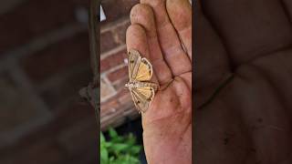 Large Yellow Underwing Moth moth moths shorts natureshorts gardenshorts insects noctua wild [upl. by Lleihsad]