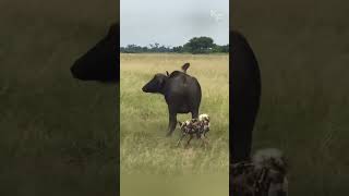 A Buffalo Herd’s Courageous Battle Against a Coordinated Attack by Wild Dogs [upl. by Danya786]