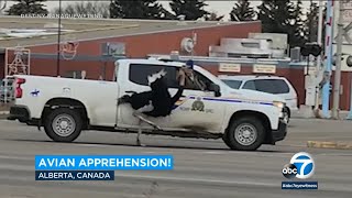 Rogue ostrich leads police chase in Canada [upl. by Ahsenahs]