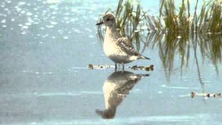 Charadius squatarola  Txirri arre  Chorlito gris [upl. by Gruver655]