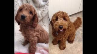 FUDGE the Cockapoo BIRTH to ONE YEAR [upl. by Shultz]