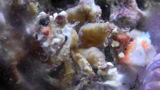 Decorator crab attaching a starfish and goldfish head [upl. by Mcguire]