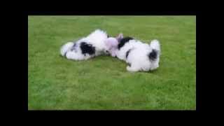 Shih Tzu X Bichon Frise Pups [upl. by Nitaj690]