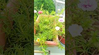 portulaca blooming flowers plants moss rose flower [upl. by Perrin]