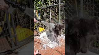 Beautiful Rescue Wolfdog Gets a Bath [upl. by Nner]