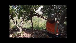 Control de mosca blanca con jabón potásico en el cultivo de palto fuerte en San Francisco  Omate [upl. by Odette]