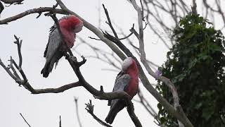 Galah Hervey Bay Qld [upl. by Neufer]