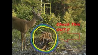 Deer Attractant Stump Licker Homemade Recipe Really Works [upl. by Ecyaj319]