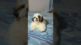 Shih tzu puppy barking 🐶 shorts shihtzu [upl. by Ebner]