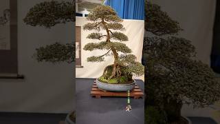 Satsuki Azalea on rock  Expo Bonsai Show 2024bonsai bonsaitree bonsaishow tree bonsaiworld [upl. by Sorcha]