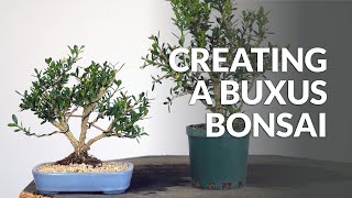 Creating a Boxwood Bonsai Buxus from Nursery Stock [upl. by Elleval]