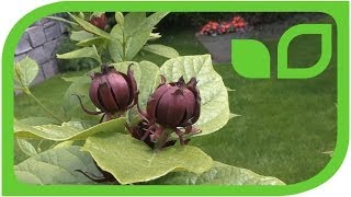 Calycanthus floridus [upl. by Assirehs]