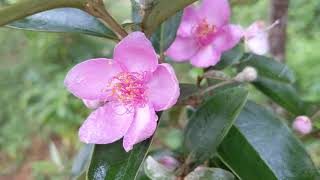 beautiful rhodomyrtus tomentosa flowers 姚金孃開花 [upl. by Romie843]