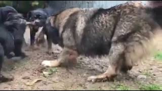 caucasian ovcharka vs rottweiler [upl. by Enialed701]