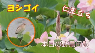 本日の野鳥日記 妖精？ハス池のヨシゴイさん [upl. by Olrac]