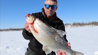 Tullibee Ice Fishing  How to Rig and Fish Cisco [upl. by Eenal]