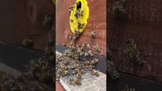 How Honeybees Survive Winter A Heartwarming Rescue Story [upl. by Lupien]