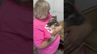 Fletcher needs a home thisisrescue trending cat kitten love fyp share viralvideo minnesota [upl. by Asirram]