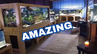 This Hobby is Crazy  full tour of the Fish Room [upl. by Hedaza]