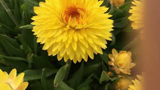 Granvia Gold Strawflowers  ideal plant for your garden landscape and containers [upl. by Adnale]