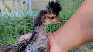 Sanjak Longcrower Chicks at five weeks old [upl. by Nylyrehc]