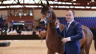 FLAXMAN ARABIANS EXPERIENCE  European Championships 2023 [upl. by Nicolea]