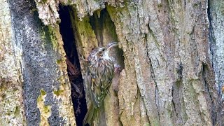 Shorttoed Treecreeper Certhia brachydactyla  Gartenbaumläufer [upl. by Dnallor741]